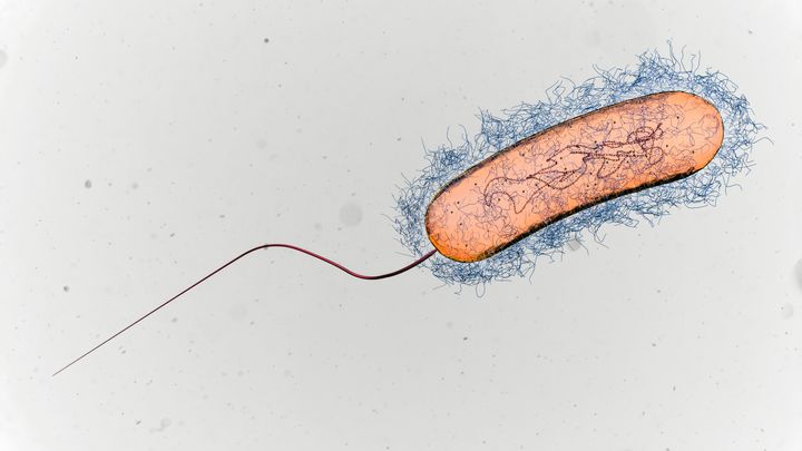 Απεικόνιση ενός βακτηρίου Legionella.