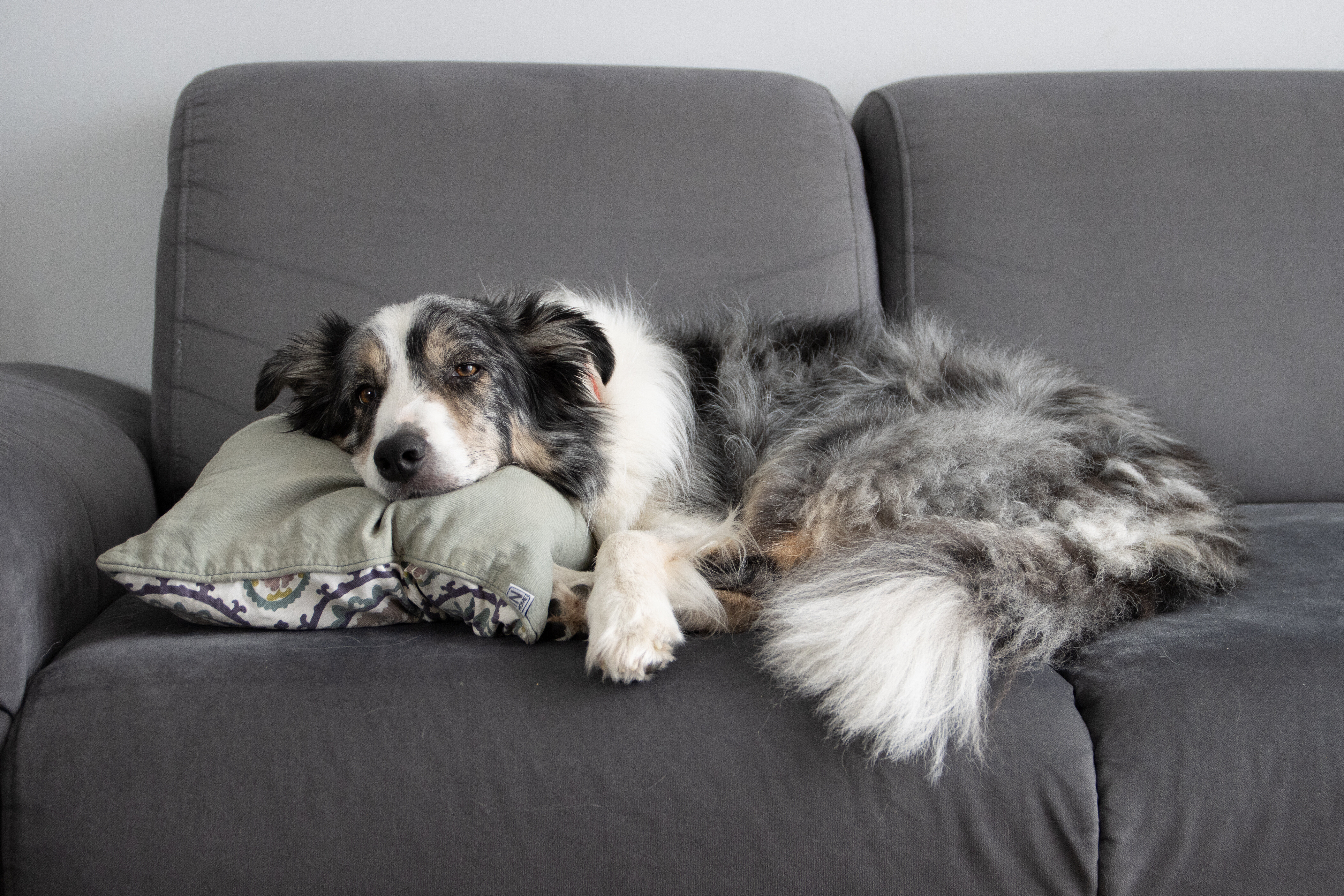 8 Pet-Friendly Couches That Will Stand The Test Of Time | HuffPost Life