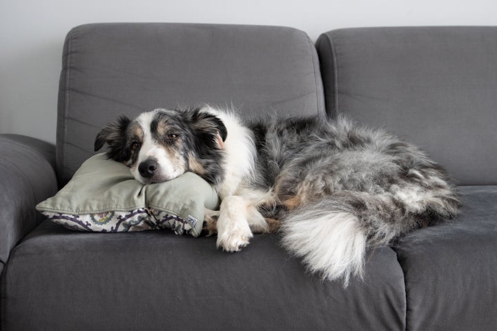 Comfortable pet friendly outlet couches