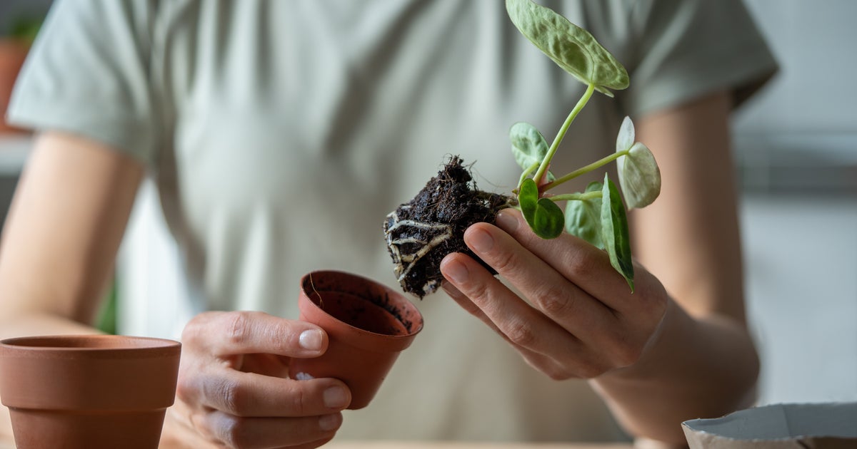 Potted Plant Owners Urged To Remove Plastic Tubs ASAP - Vimarsana News