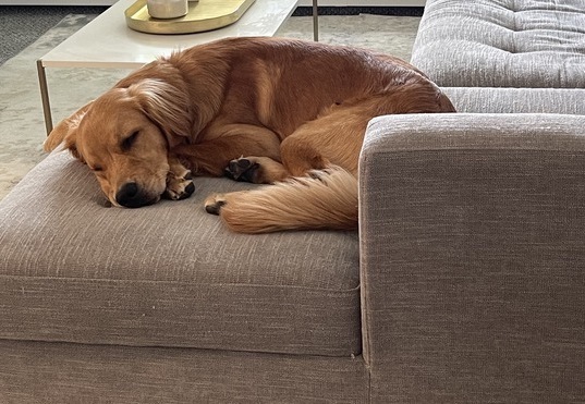 8 Pet-Friendly Couches That Will Stand The Test Of Time | HuffPost UK ...