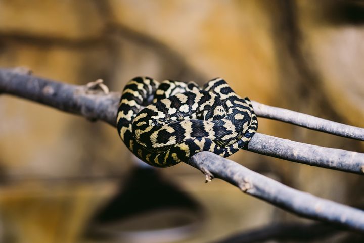 カーペットニシキヘビ