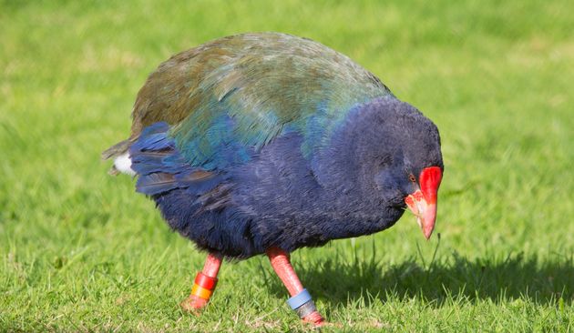 ニュージーランドの南島で保護されていた「飛べない鳥」のタカへ