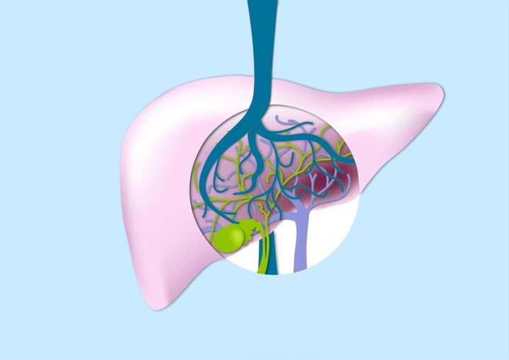 Organ of the digestive system and the metabolic system