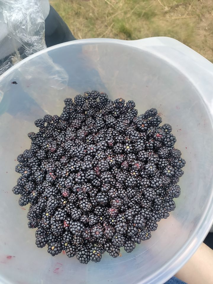A bowl filled with blackberries