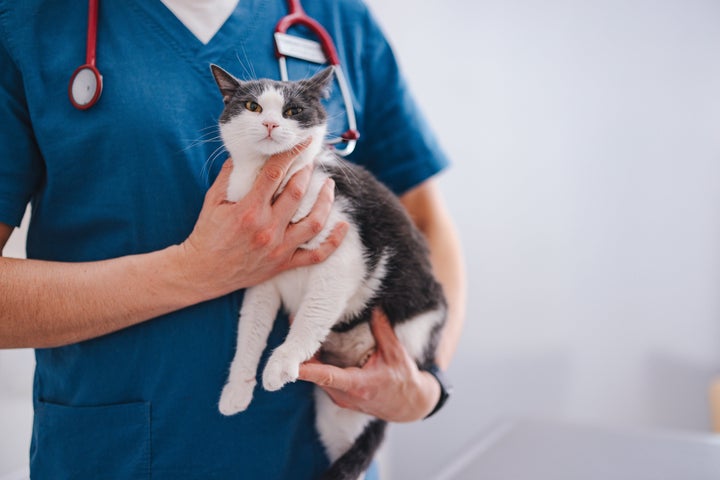 Close up photo of man hands carrying cat who is looking at camera.