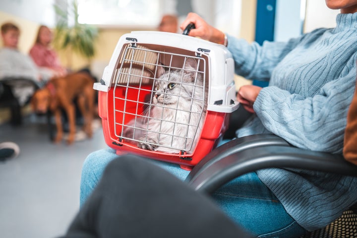 Young Hispanic female cat owner sitting and waiting for her appointment with the vet. She has a beautiful gray cat in a cage.