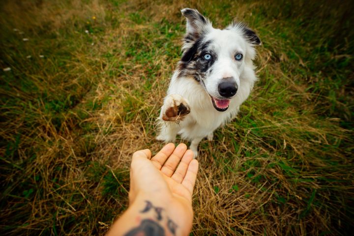 first person view of border collie breed dog with blue eyes doing the trick of giving the paw to his tattooed owner in the countryside