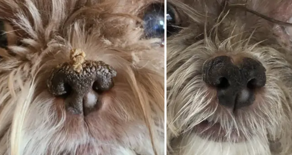 The Right Way To Approach And Pet A Stranger's Dog HuffPost Life