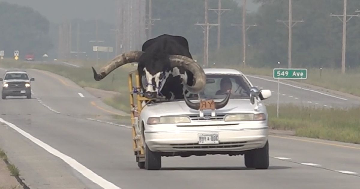 Nebraska Police Concern Quotation To Driver With Bull Driving Shotgun