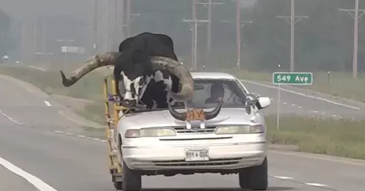 助手席に巨大牛。屋根をぶち抜く「同乗者」がネブラスカの人たち