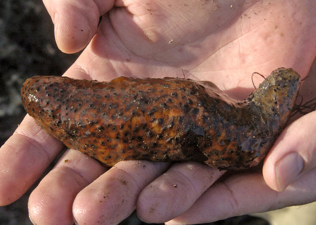 Traffickers Plead Guilty To Smuggling Endangered Sea Cucumbers