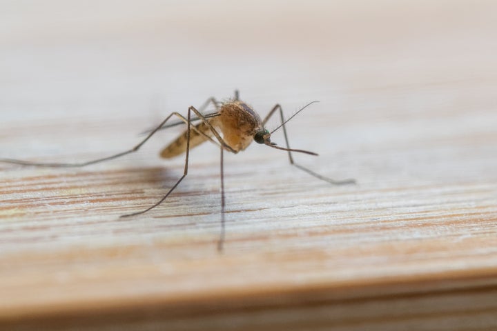 Close up of a house mosquito isolated - Culex pipiens