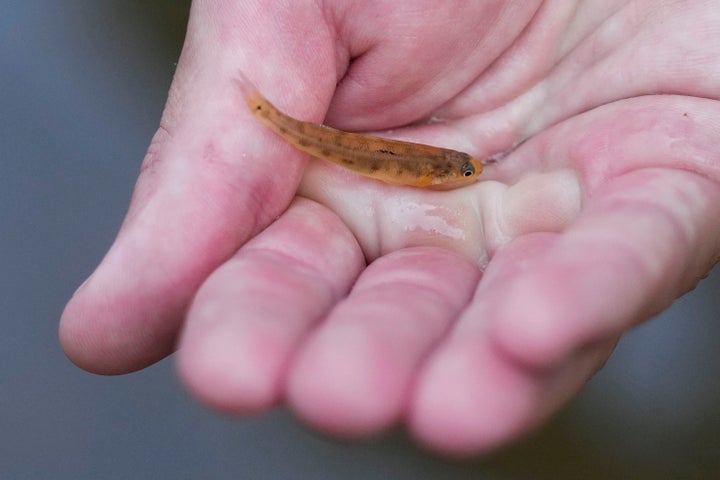 Matthew Wagner, a biologist from the U.S. Fish and Wildlife Service, holds a threatened pearl darter fish, which haven't lived in the Pearl River system for 50 years, as they are released in the Strong River, a tributary of the Pearl River, in Pinola, Mississippi, Monday, July 31, 2023.