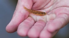 Tiny Fish Reintroduced To Southern River After Vanishing 50 Years Ago