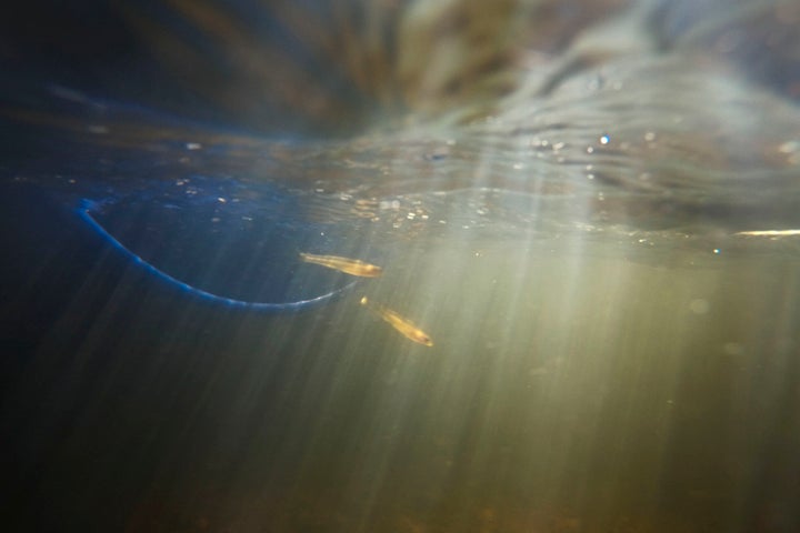 Threatened pearl darter fish, which haven't lived in the Pearl River system for 50 years, are released in the Strong River, a tributary of the Pearl River, in Pinola, Miss., Monday, July 31, 2023. 