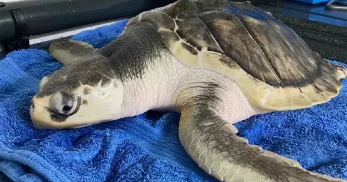 Turtle Shell Washing Sea Turtle Will Return To Texas After Washing Up In Wales | HuffPost Impact