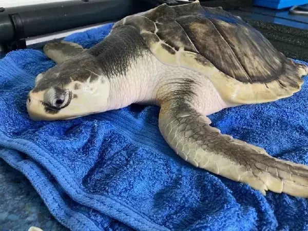 Count the turtle in a photo from the US Fish and Wildlife Service.