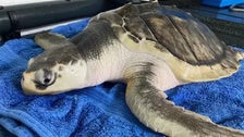 Sea Turtle Set To Return To Texas Waters After Washing Up On Shore In Wales