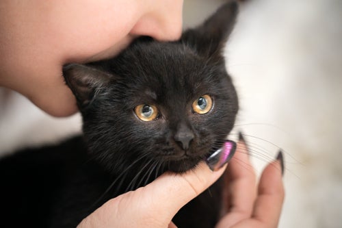 10年前に消えた猫、亡き父の誕生日に1900キロ離れた場所で見つかる