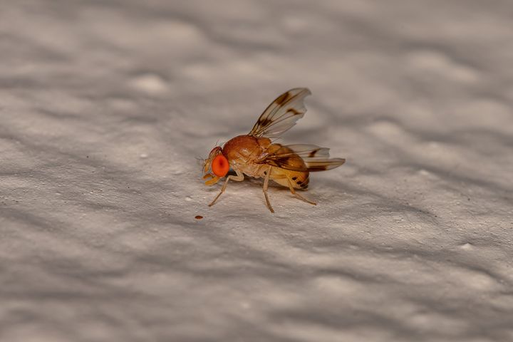 Adult Fruit Fly of the Family Drosophilidae