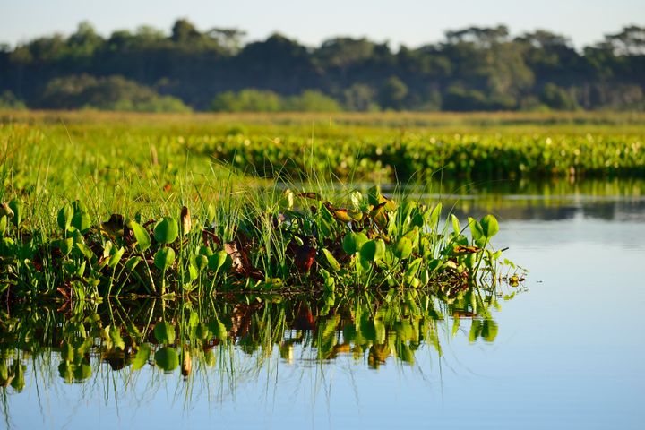 Ο υάκινθος του νερού από τα βραζιλιάνικα τροπικά δάση μετεγκαταστάθηκε σε λιμνούλες κήπων σε όλο τον κόσμο τη δεκαετία του 1890.