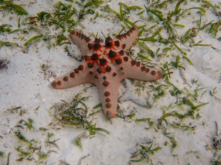 Ο Seastar του Βόρειου Ειρηνικού έχει εξαπλωθεί από τον Βόρειο Ειρηνικό έως τη νότια ακτή της Αυστραλίας ένω ένα θηλυκό μπορεί να μεταφέρει έως και 20 εκατομμύρια αυγά.