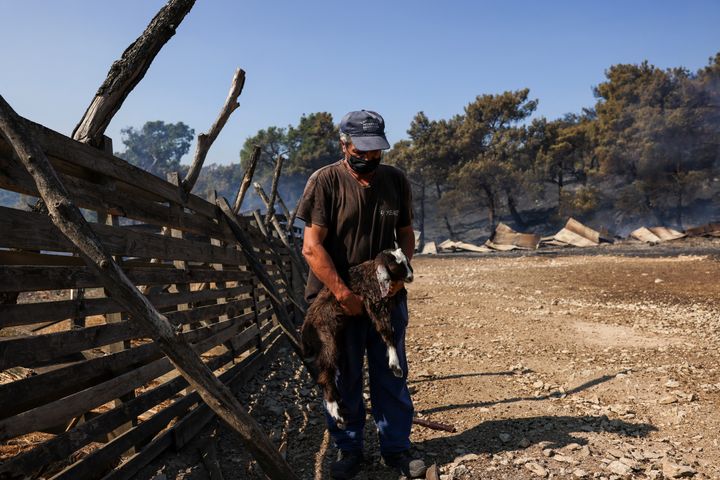 Ο Κλεάνθης Ράπτης, 56 ετών, κρατάει ένα τραυματισμένο πρόβατο στο ποιμνιοστάσιό του που κάηκε στις φετινές πυρκαγιές, στον Εθνικό Δρυμό Δαδιάς στην περιοχή του Έβρου, Ελλάδα, 3 Σεπτεμβρίου 2023. REUTERS/Αλέξανδρος Αβραμίδης