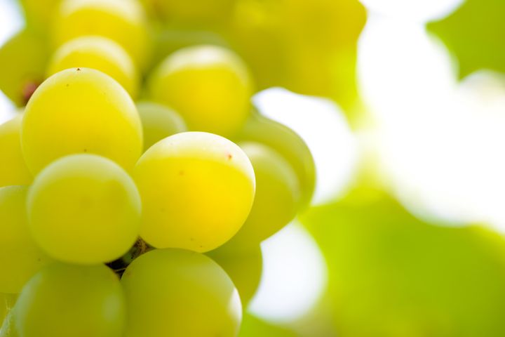 Close-up Image of Ripe Bunche of White Wine Grapes on Vine