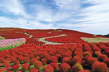 国営ひたち海浜公園【茨城県】