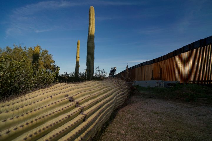 A dead cactus lies near the U.S.-Mexico border wall in Organ Pipe Cactus National Monument on Feb. 13, 2020. 