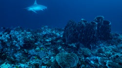 海底で金色に輝く謎の物体を発見。アラスカ沖で探査中の研究者「ホラー映画の冒頭のよう」と困惑