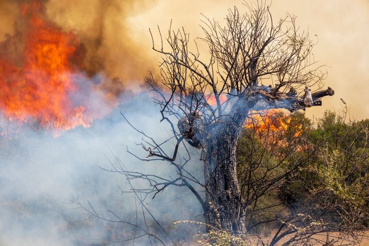 A burning tree in Greece, pictured during a wildfire in July.