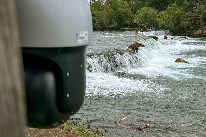 A "Bear Camera" Live streams brown bears fishing for salmon on August 12th in Brooks Falls, Alaska.
