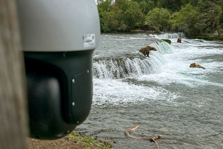 A "bear cam" livestreams brown bears fishing for salmon on Aug. 12 at Brooks Falls, Alaska.