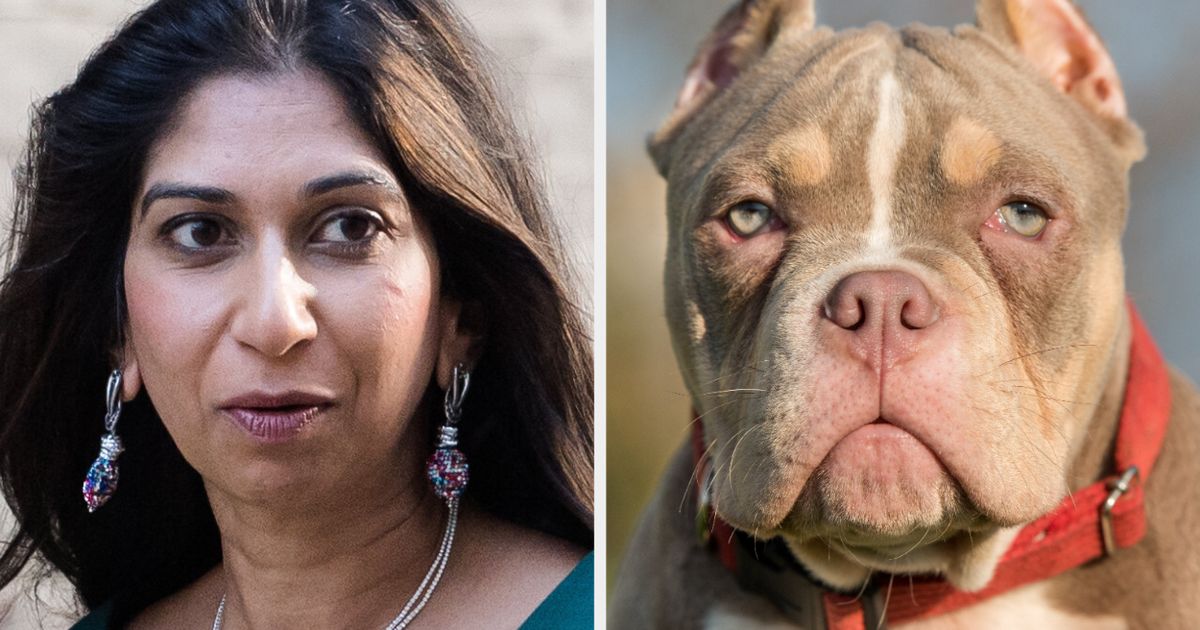 Why Suella Braverman Wants To Ban American XL Bully Dogs