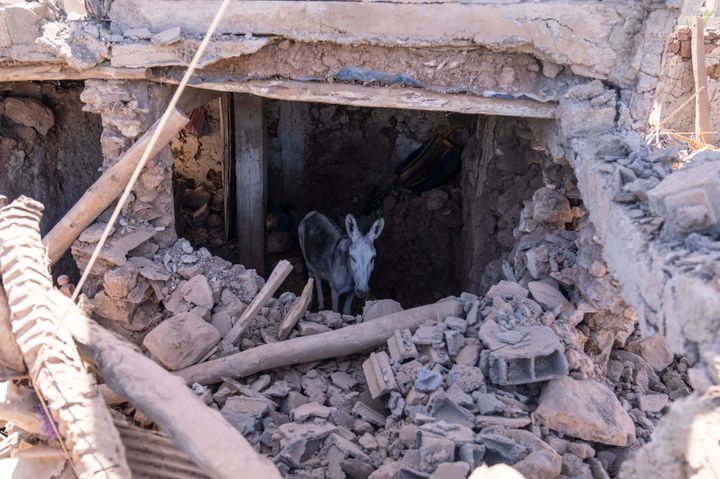 A donkey stands inside a building damaged by the earthquake in the village of Tafeghaghte, near Marrakech, Morocco, on Sept. 11, 2023.