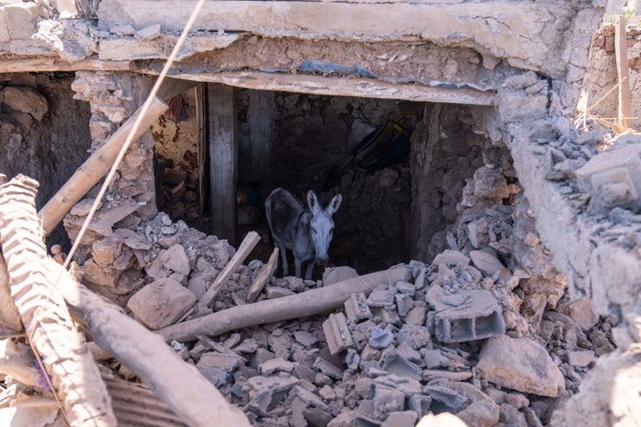 A donkey stands inside a structure harmed by the earthquake in the town of Tafeghaghte, near Marrakech, Morocco, on Sept. 11, 2023.