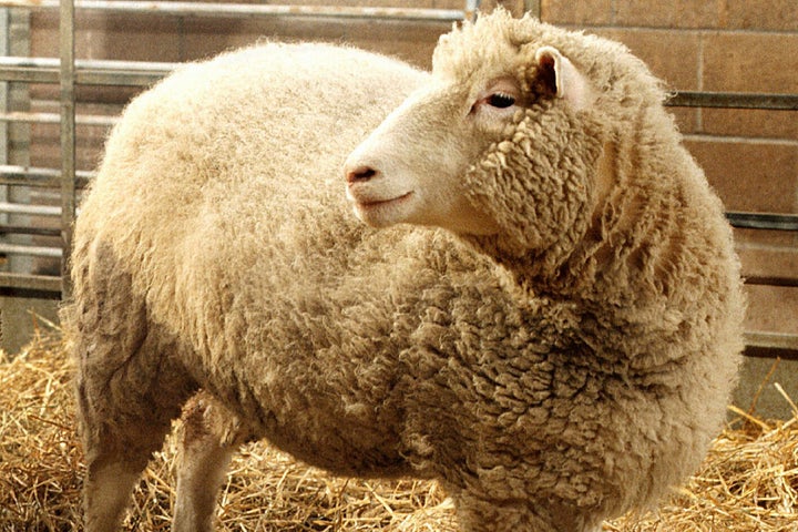 Dolly, the first cloned sheep produced through nuclear transfer from differentiated adult sheep cells, is seen in its pen at the Roslin Institute in Edinburgh, Scotland, in early December, 1997. The British scientist who led the team that cloned Dolly the Sheep in 1996, Ian Wilmut, has died at age 79. Wilmut set off a global discussion about the ethics of cloning when he announced that his team at Roslin had cloned Dolly using the nucleus of a cell from an adult sheep.