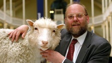 Ian Wilmut, British Scientist Who Led Team That Cloned Dolly The Sheep, Dies At 79 Ian Wilmut, British Scientist Who Led Team That Cloned Dolly The Sheep, Dies At 79