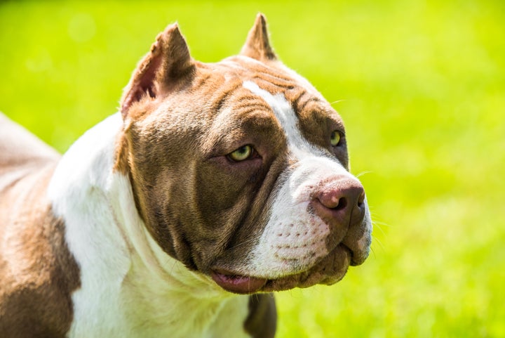 What makes American Bully XL dogs 'dangerous'? Details here - The Week