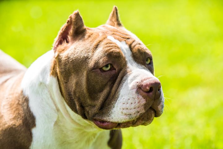 A stock photo of a chocolate brown color American Bully dog. Britain’s home secretary said Monday she is seeking “urgent advice” on banning a type of American Bully dog. 