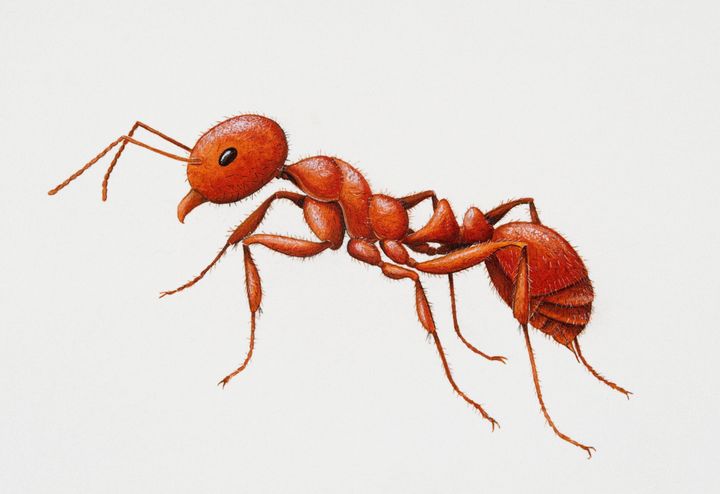 Το κόκκινο μυρμήγκι της φωτιάς (Solenopsis invicta)