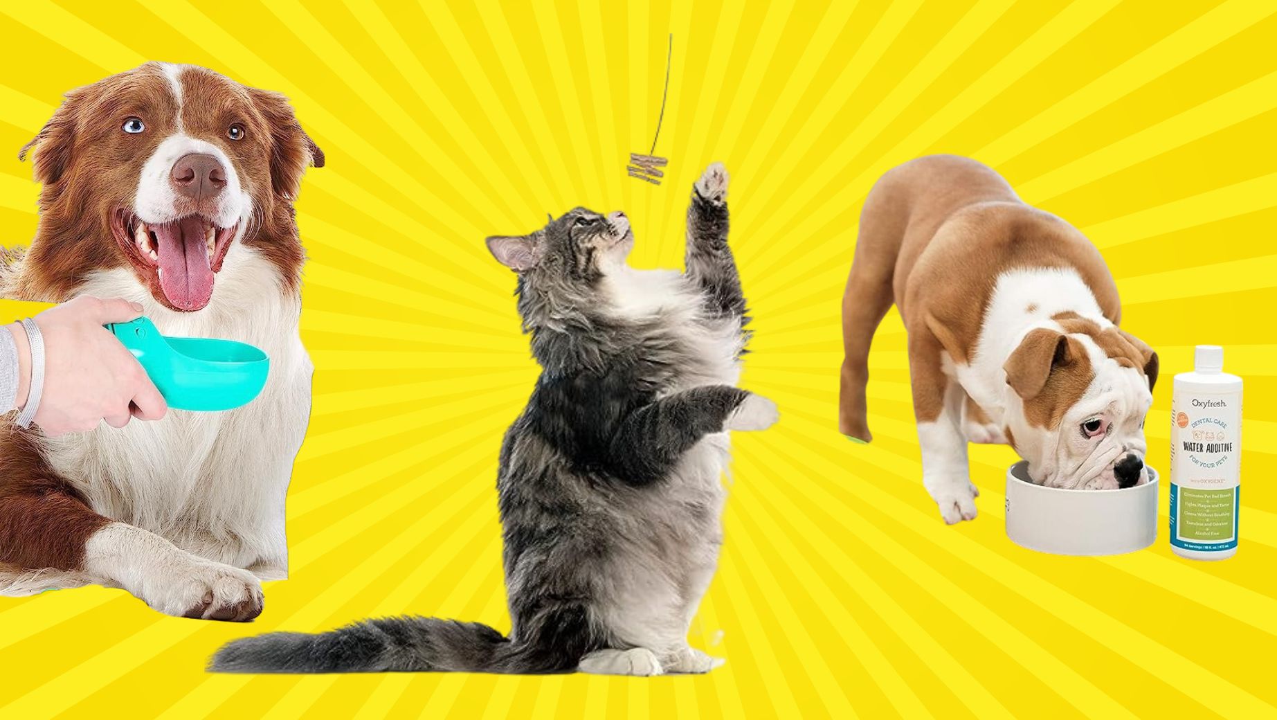 34 Pet Products That Reviewers Say Are 'Lifesavers'