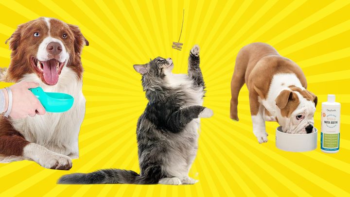The Game Of Life: Pets Edition Adds Dogs & Cats To The Classic Game, So Your  Plastic Car Just Got Way Cuter