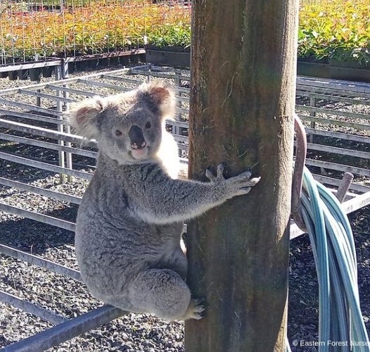 苗木園のユーカリを食べ荒らした野生コアラ「クロード」