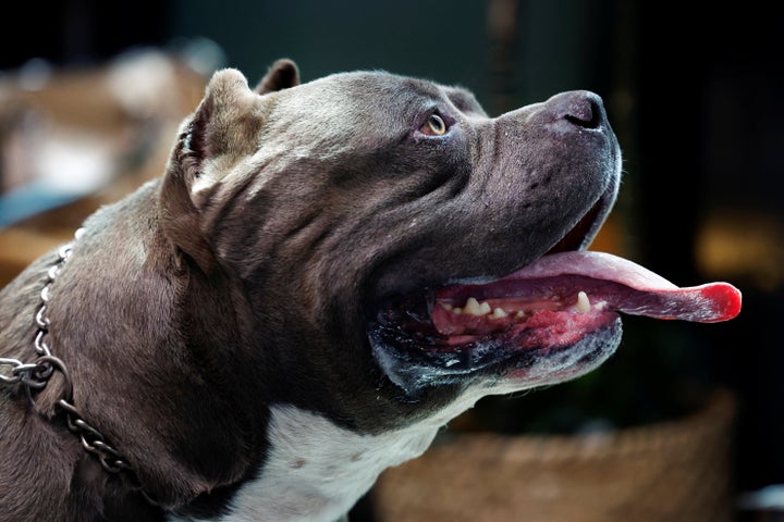 What Is The American XL Bully Controversy? Who Are At Fault: Pets