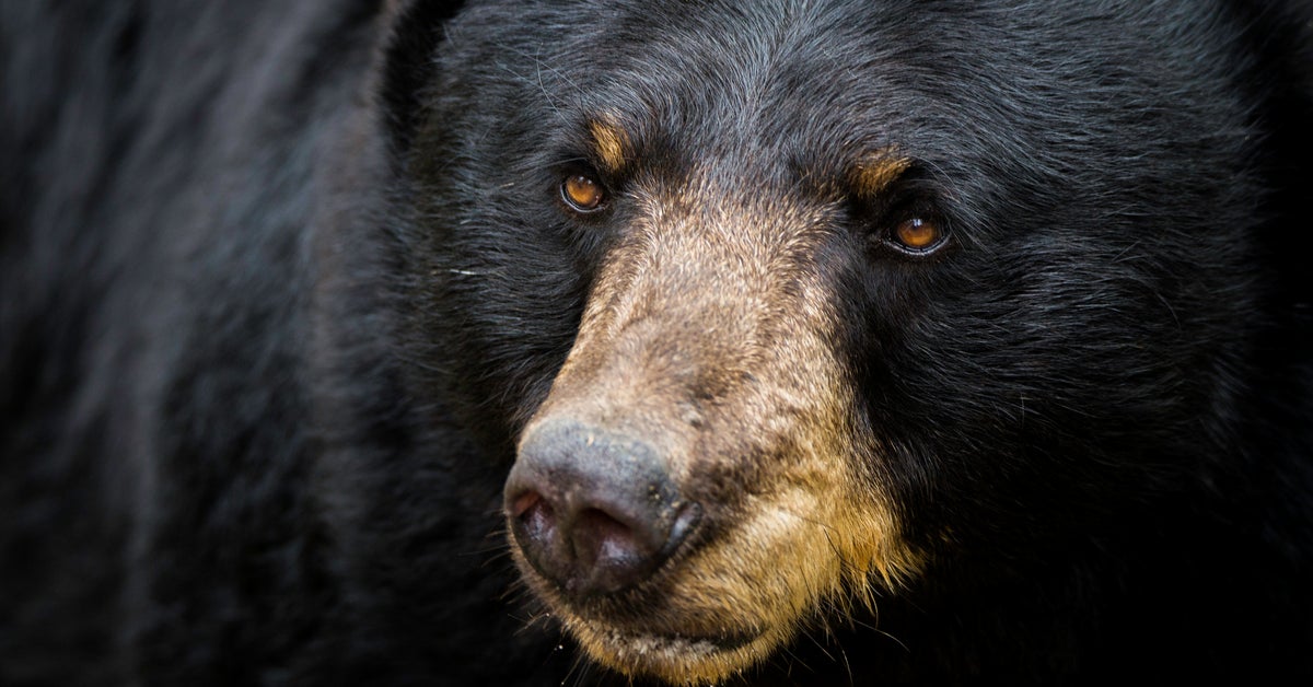 Starving Bear Euthanized After Trash Blocked Intestines Starving Bear Euthanized After Trash Blocked Intestines