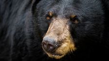 

    Starving Bear Euthanized After Eating Human Trash Blocked His Intestines

