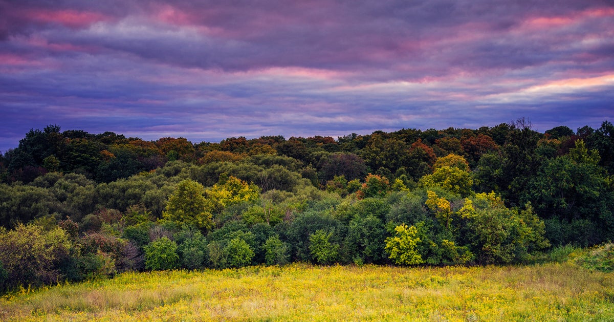 So THAT'S Why The World Looked More Colourful As A Kid - Vimarsana News